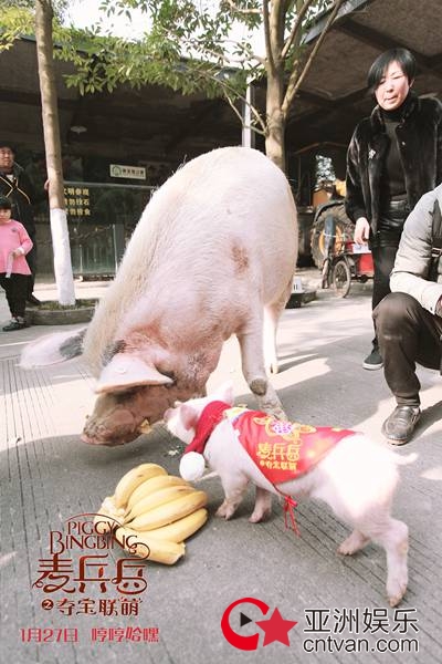 猪坚强、麦兵兵,两只不平凡猪的相遇,擦出温暖整个寒假的火花