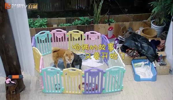 柴犬腿短就成了柯基? 萌萌宅睡前故事让袁弘拜服
