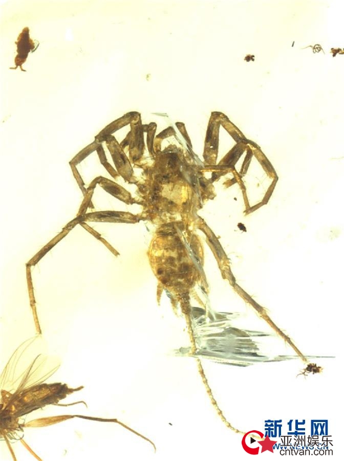 ǰԶ֩ βʲô