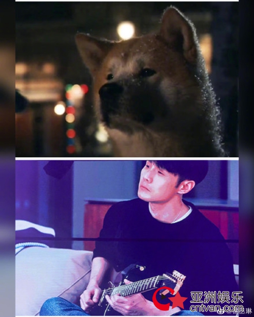 杨丞琳晒李荣浩与柴犬对比图 网友:想老公就直说干嘛非要品!